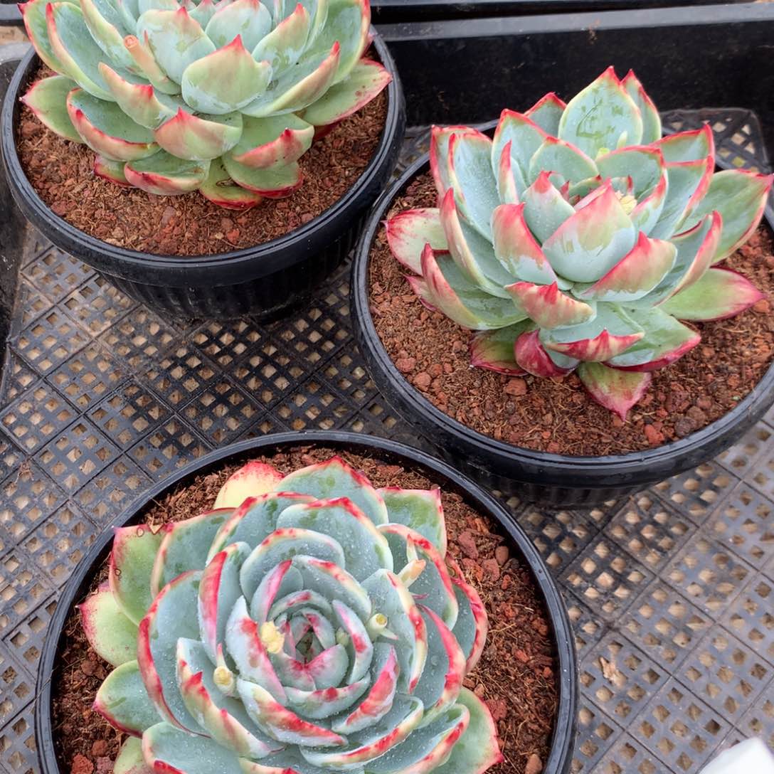 766惊鸿一组3颗。花脸。尺寸13。多肉植物