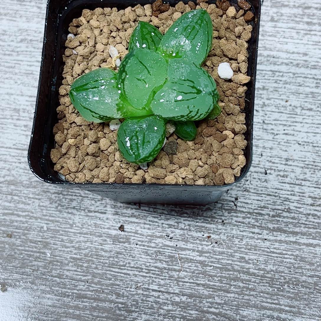 虞美人玉露一勿一拍