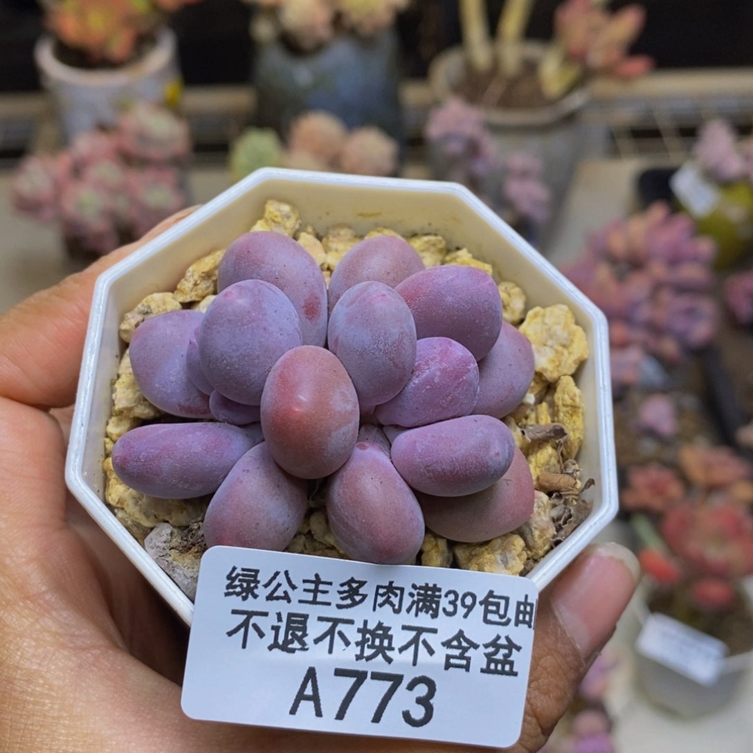 773糖豆奶多肉4cm