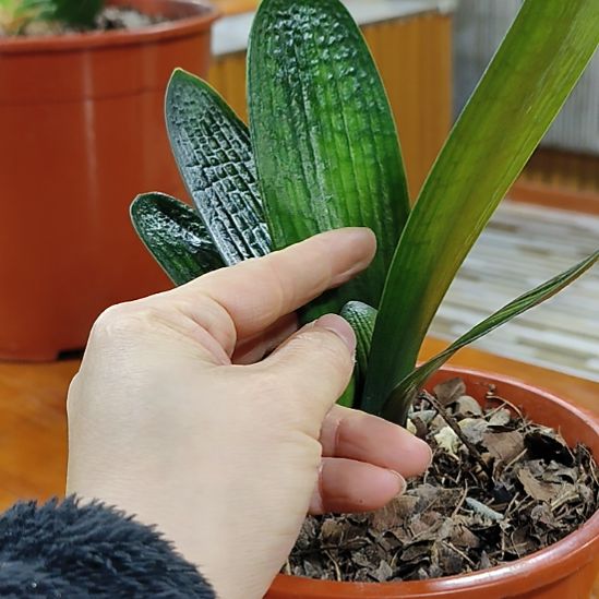 五***哥完全开放800莲花米