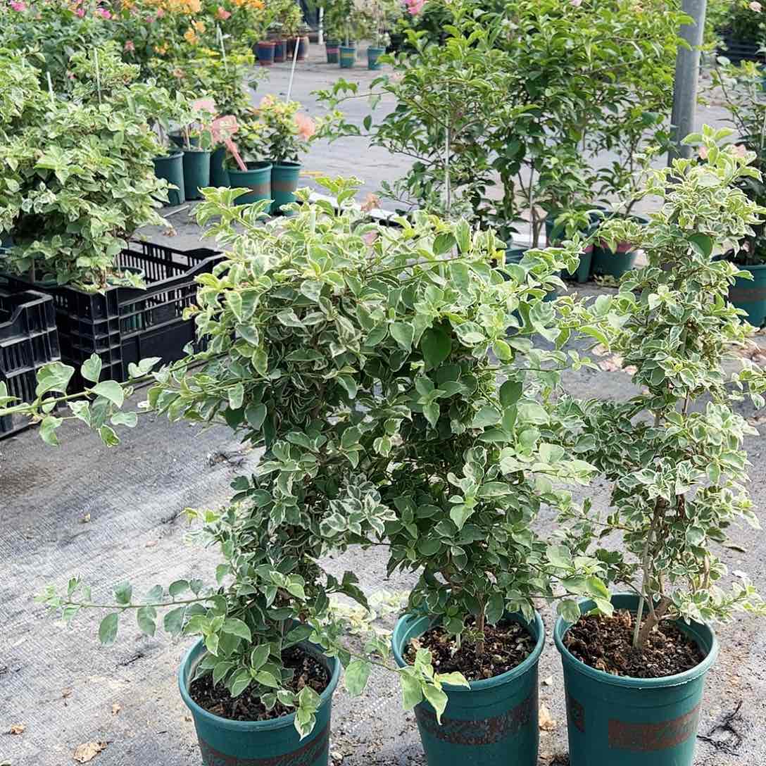 当前无花栽培后可以开花少女心一棵