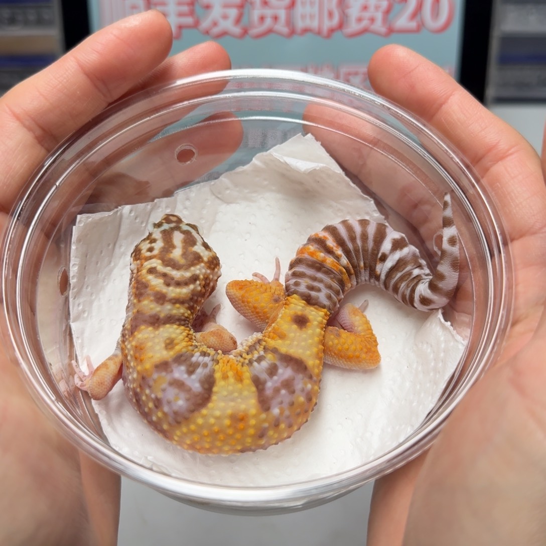 豹纹守宫橘白妹妹
