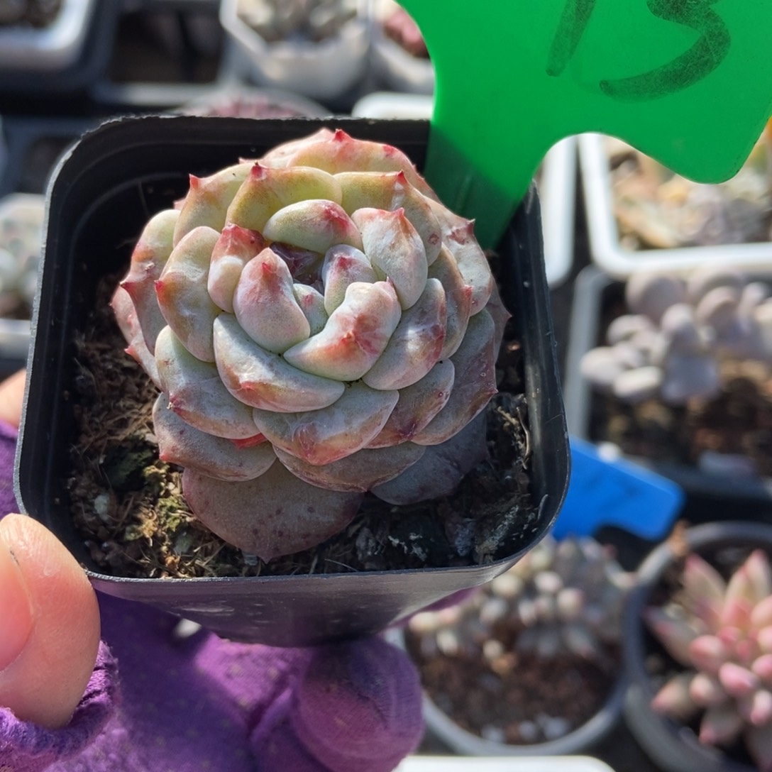 873冰魄石化多肉植物