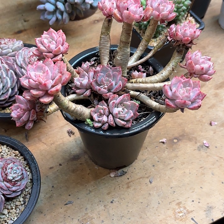 多肉植物，红粉佳人