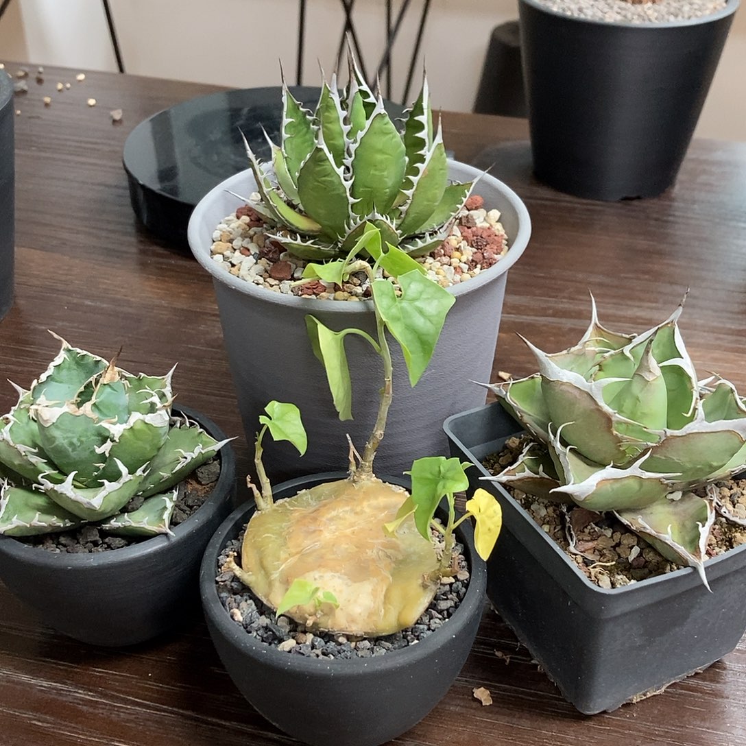 4颗一起龙舌兰睡布袋