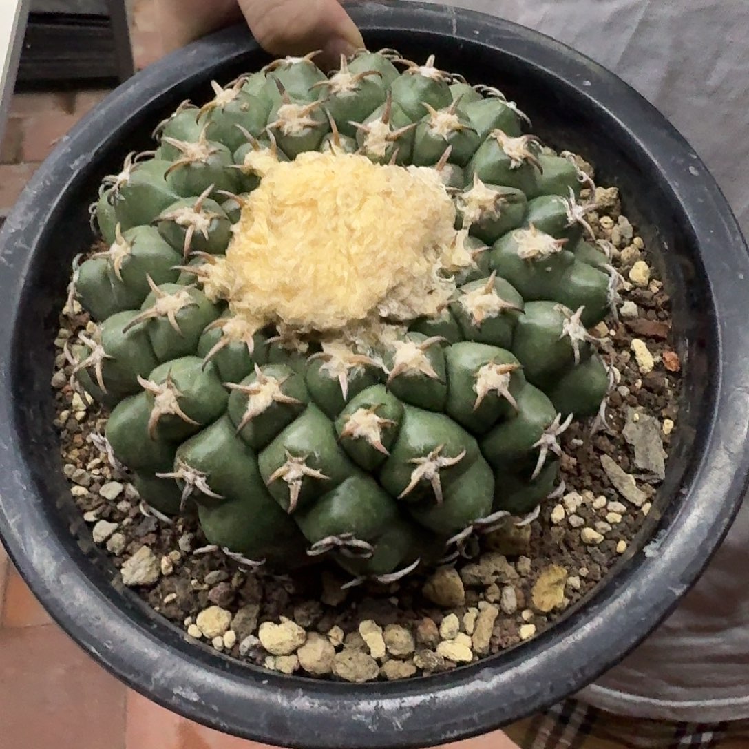 自根猫爪圆盘母本，有根