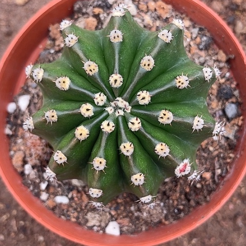 实生彩草带盆土发货