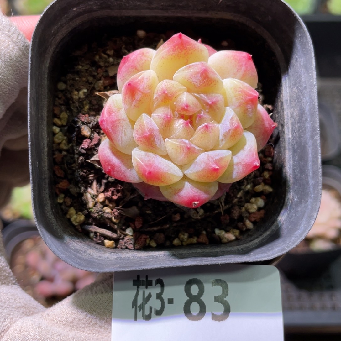 花利美3-83秘境冰魄