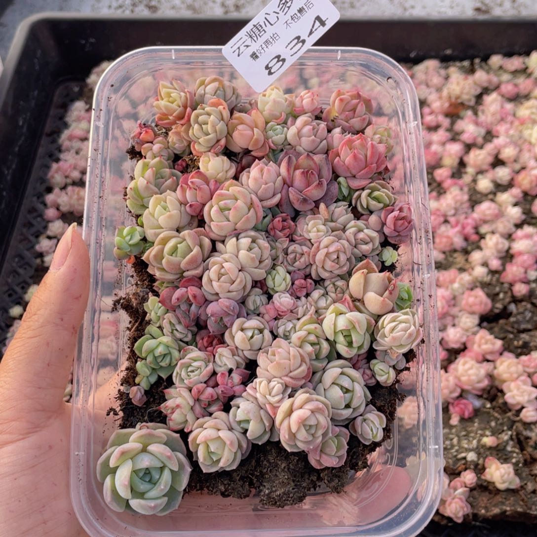 云糖心多肉植物834