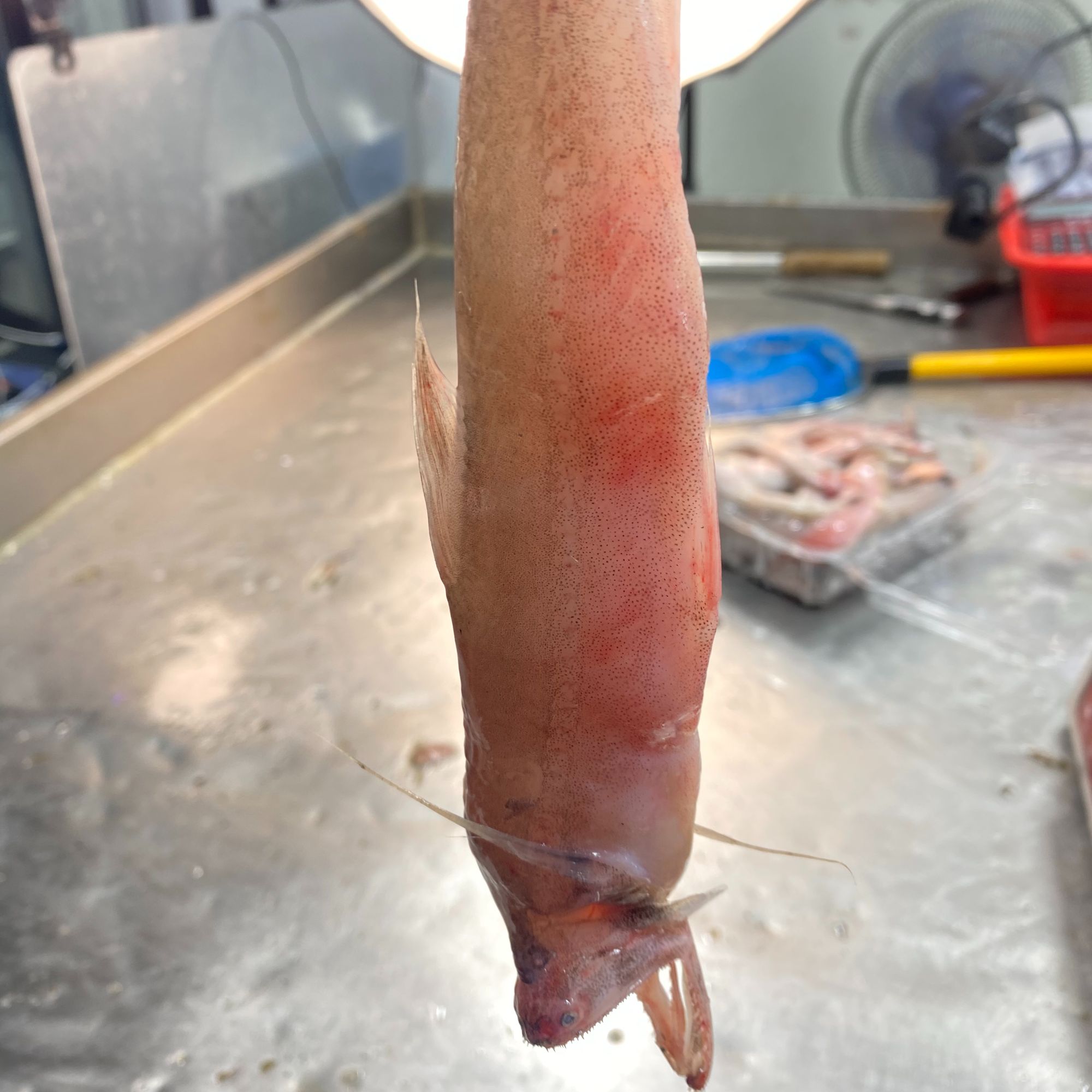 【书记新鲜龙头鱼】上街弟推荐豆腐鱼 肉质鲜嫩 滑汤 煎炸 福州发货