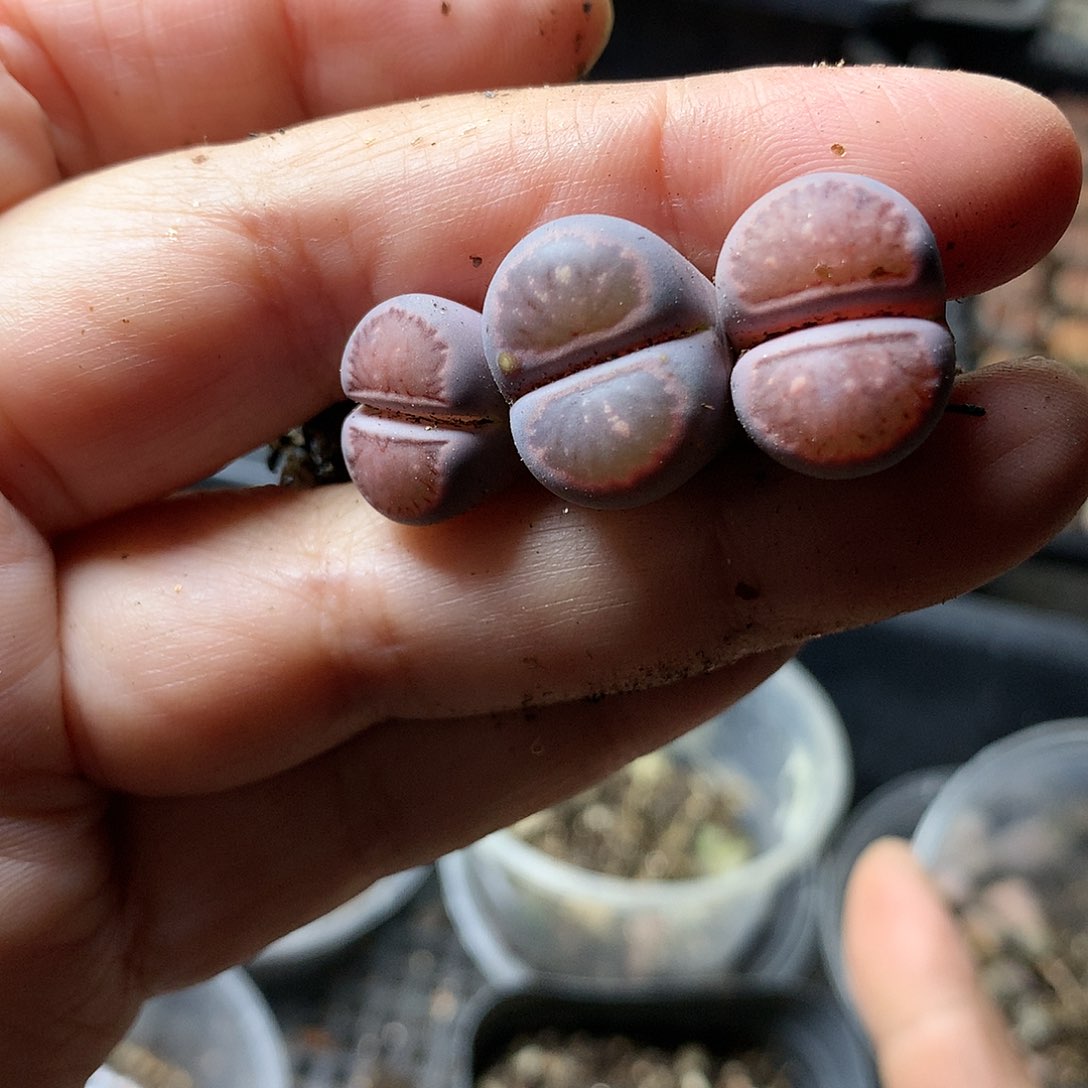 k310多肉植物保护