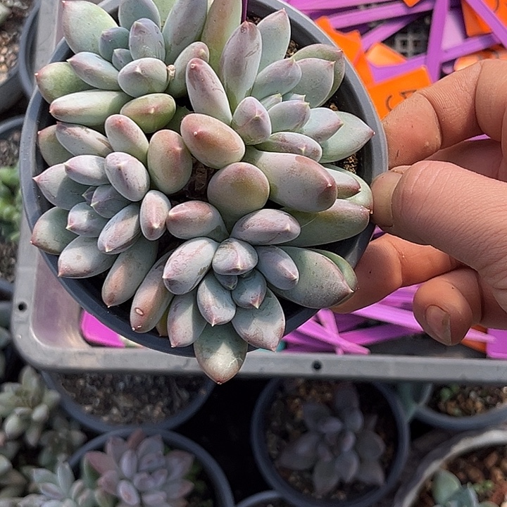 多肉植物天使之翼335