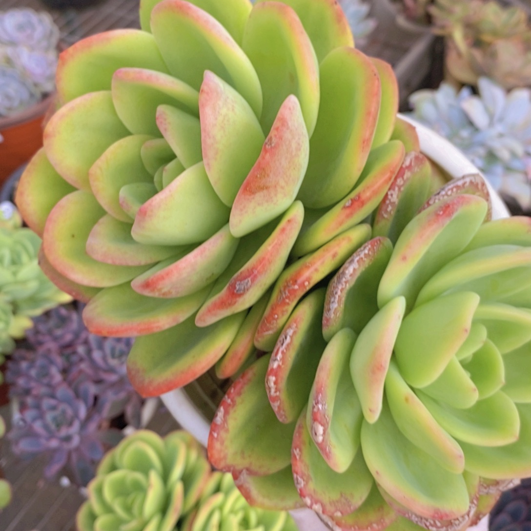 247柠檬茶一物一拍