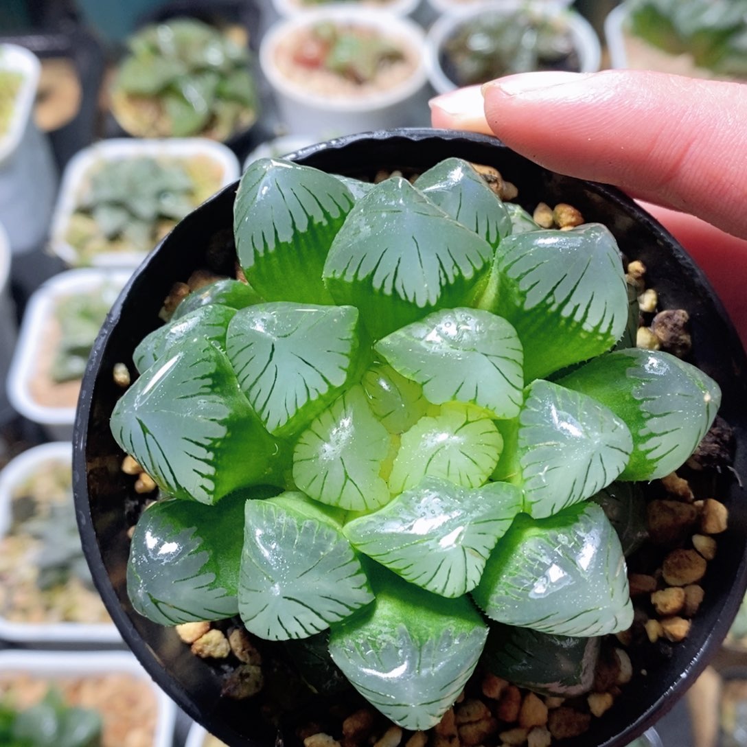 翠玉露多肉植物多肉植物