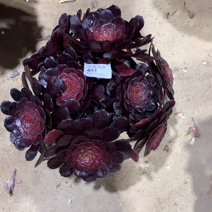 651黑萝莉多肉植物
