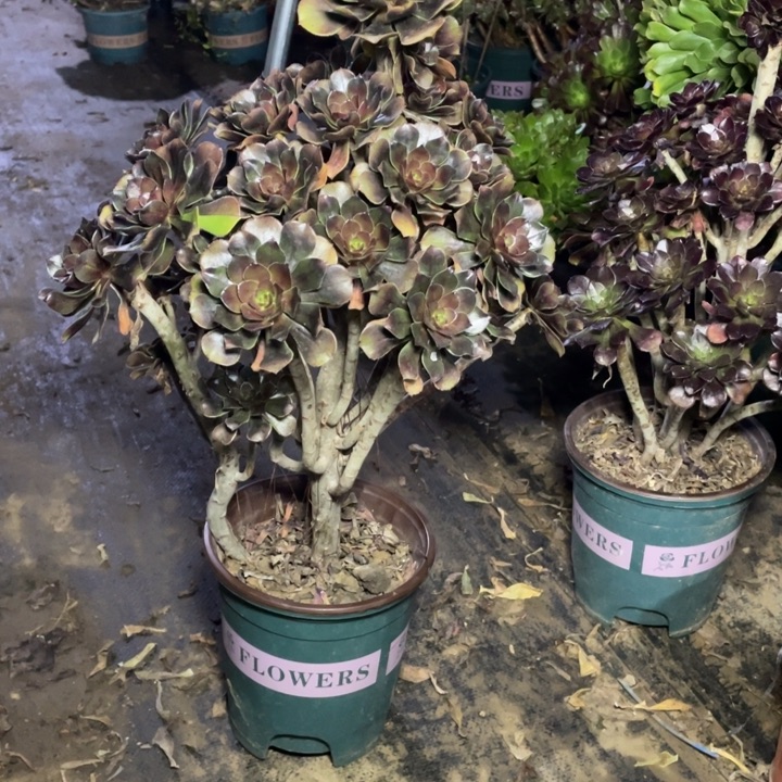 15灰法师多肉多肉植物多肉多肉