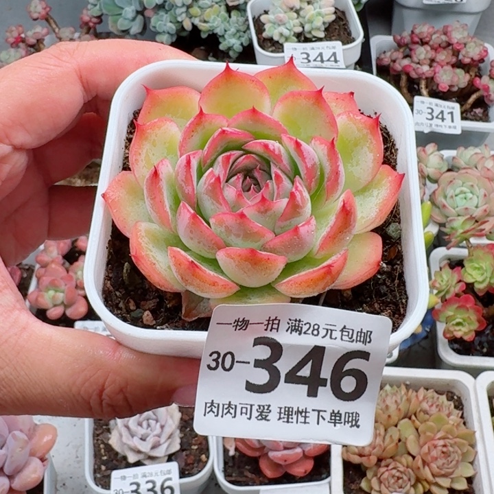 侧影无盆土发货无盆土发货