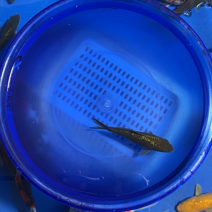 海水鱼绿茶大日血统，，，