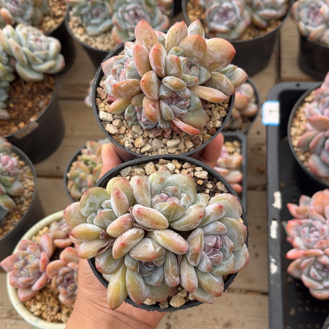 路宝宝2颗哈哈哈哈哈