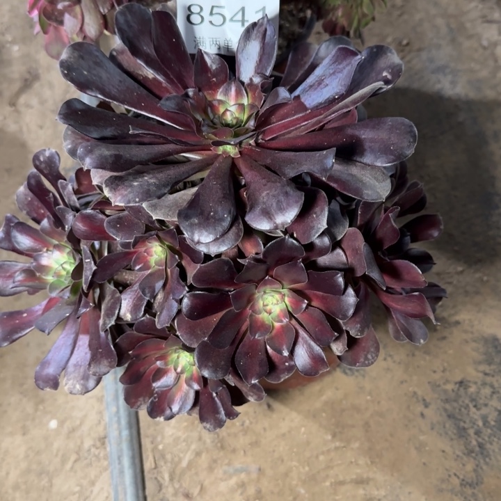 8541花娜多肉植物