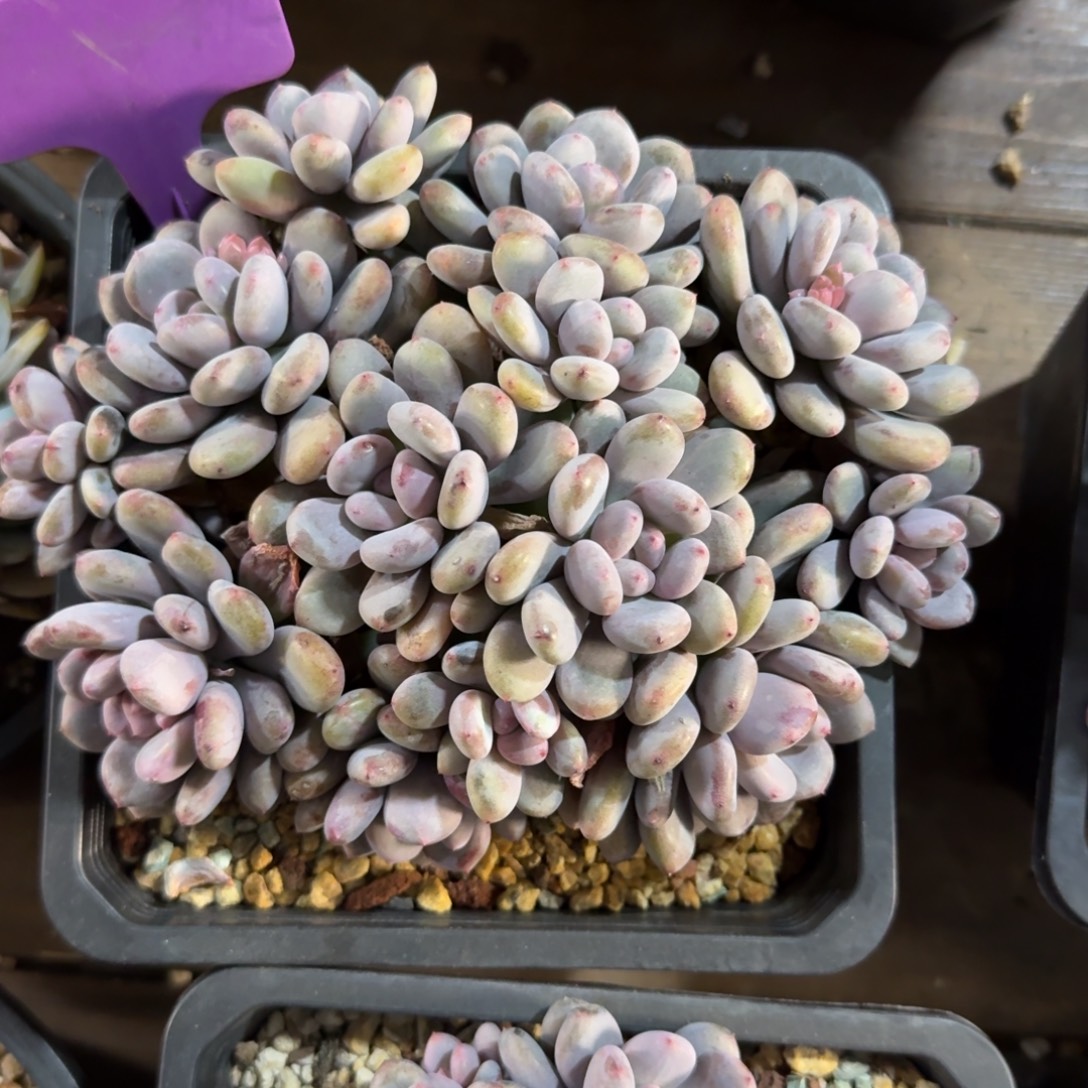 香香雪11111111111111111