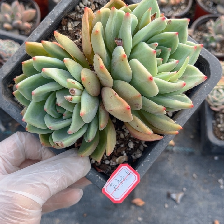 素*&香滨双头一颗140盆