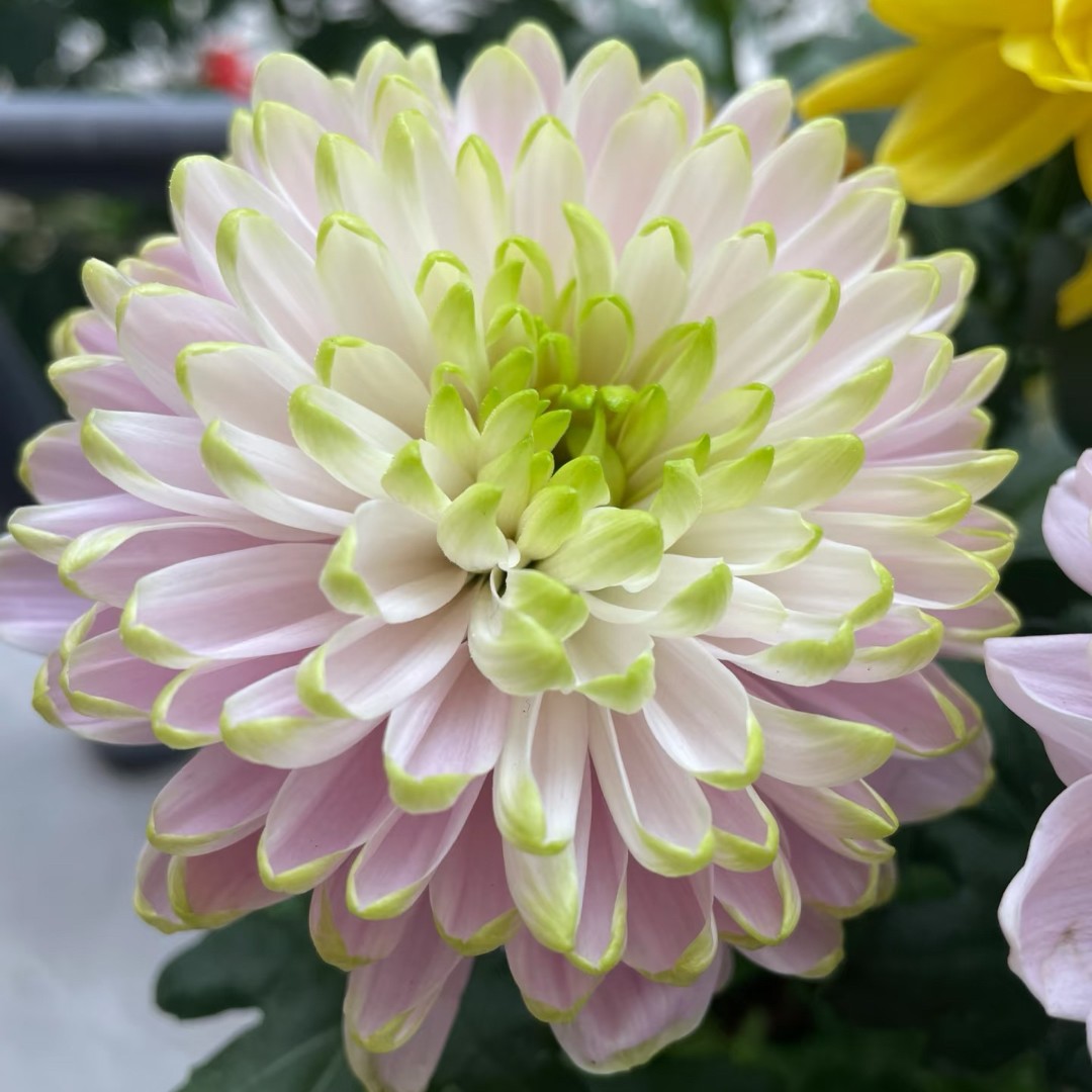 粉绿天赞【带花】大花型菊花