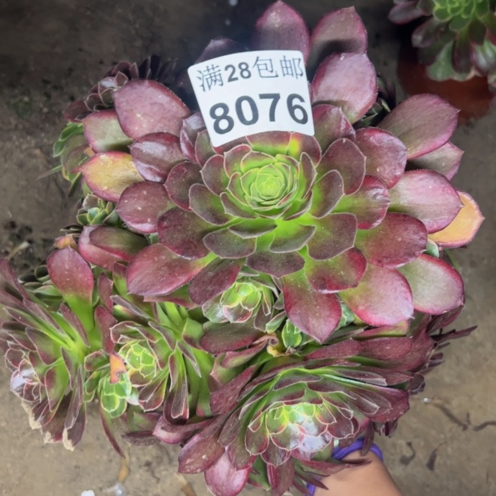 8076玫瑰锦不包损多肉植物