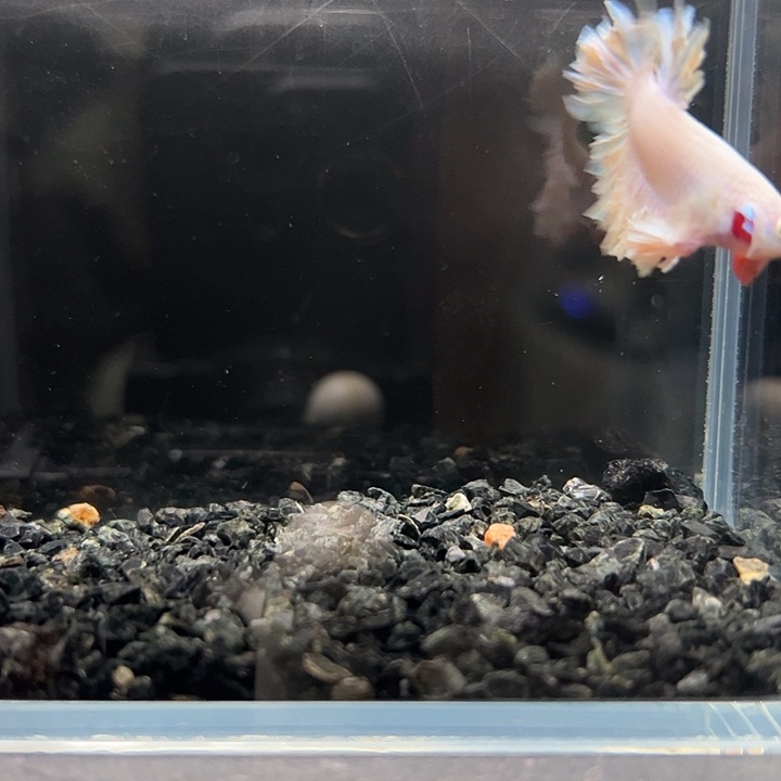 斗鱼跑单拉黑1日136