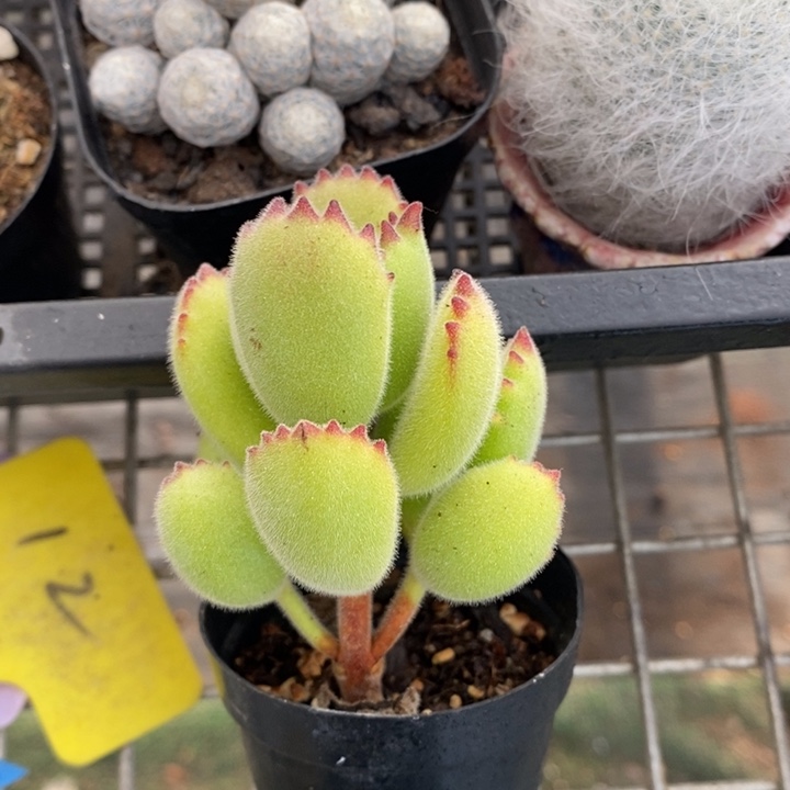 伯克利和格兰两位著名音乐