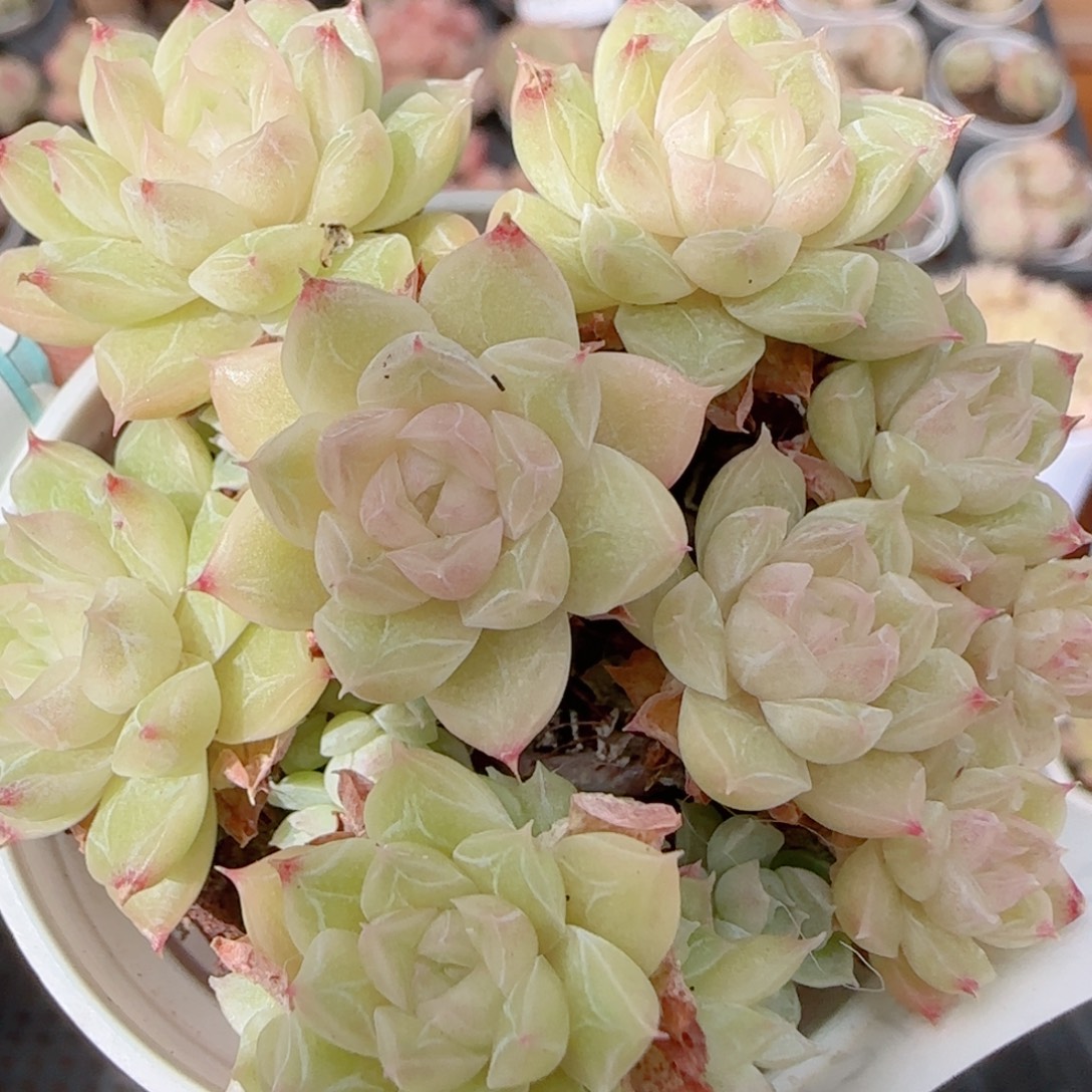 花语多肉1226-260散