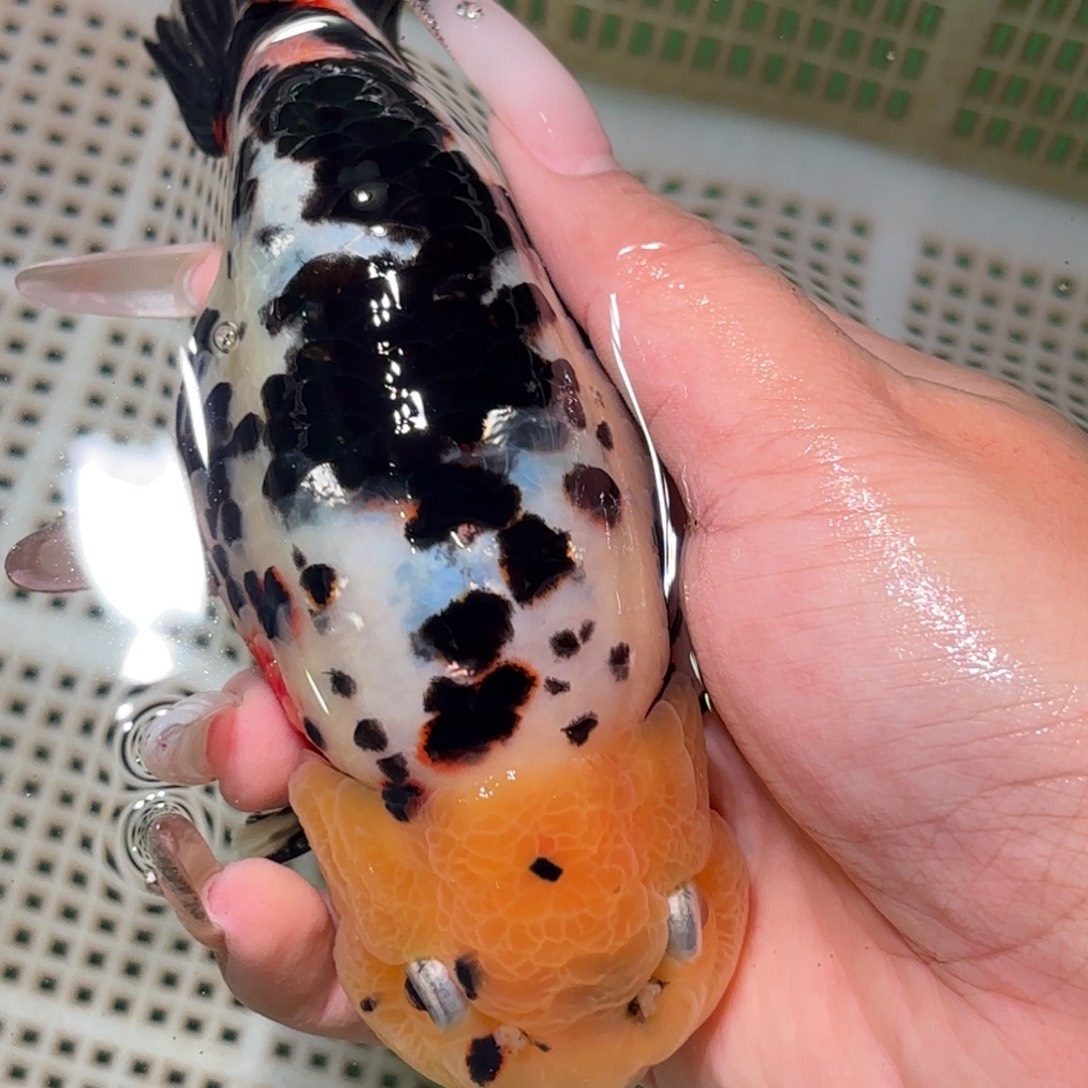 ****࿐金鱼拍包装包邮，不拍包装运费到付
