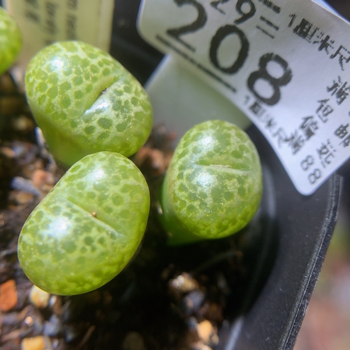 精品生生花29.208