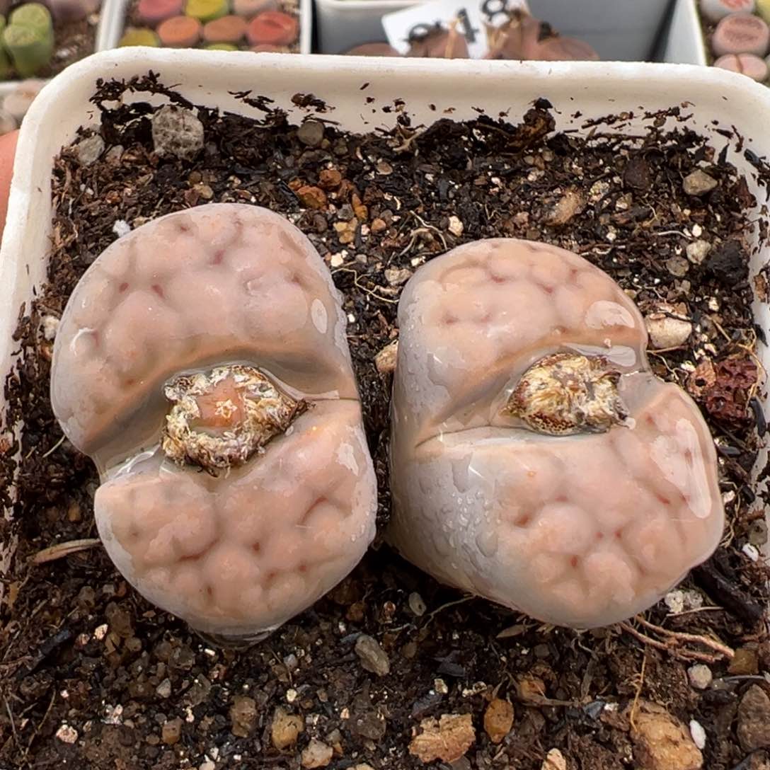 2.21好看的多肉109