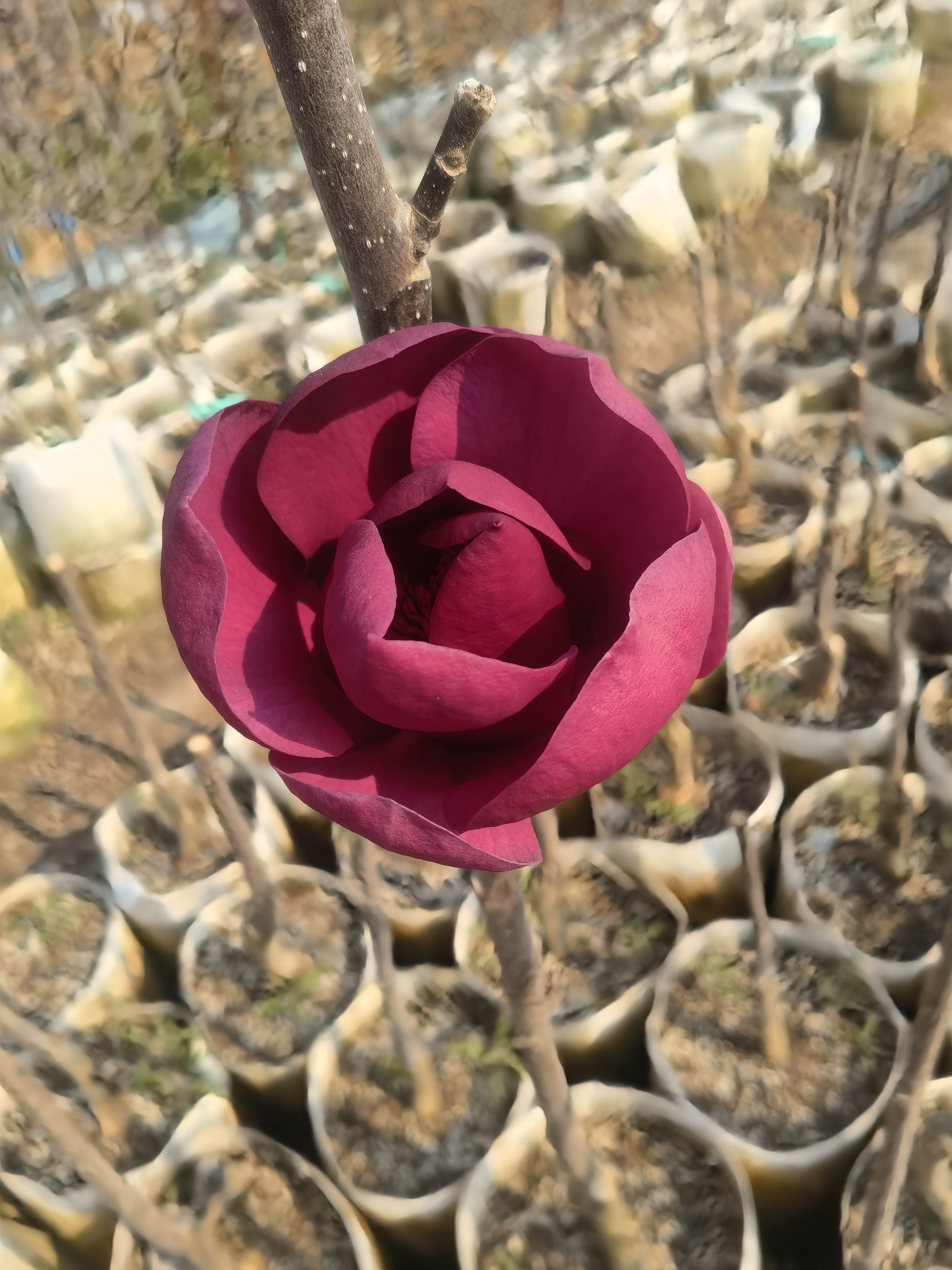 紫木兰（新西兰黑郁金香）Magnolia black Tulip安娜王妃玉兰花耐寒