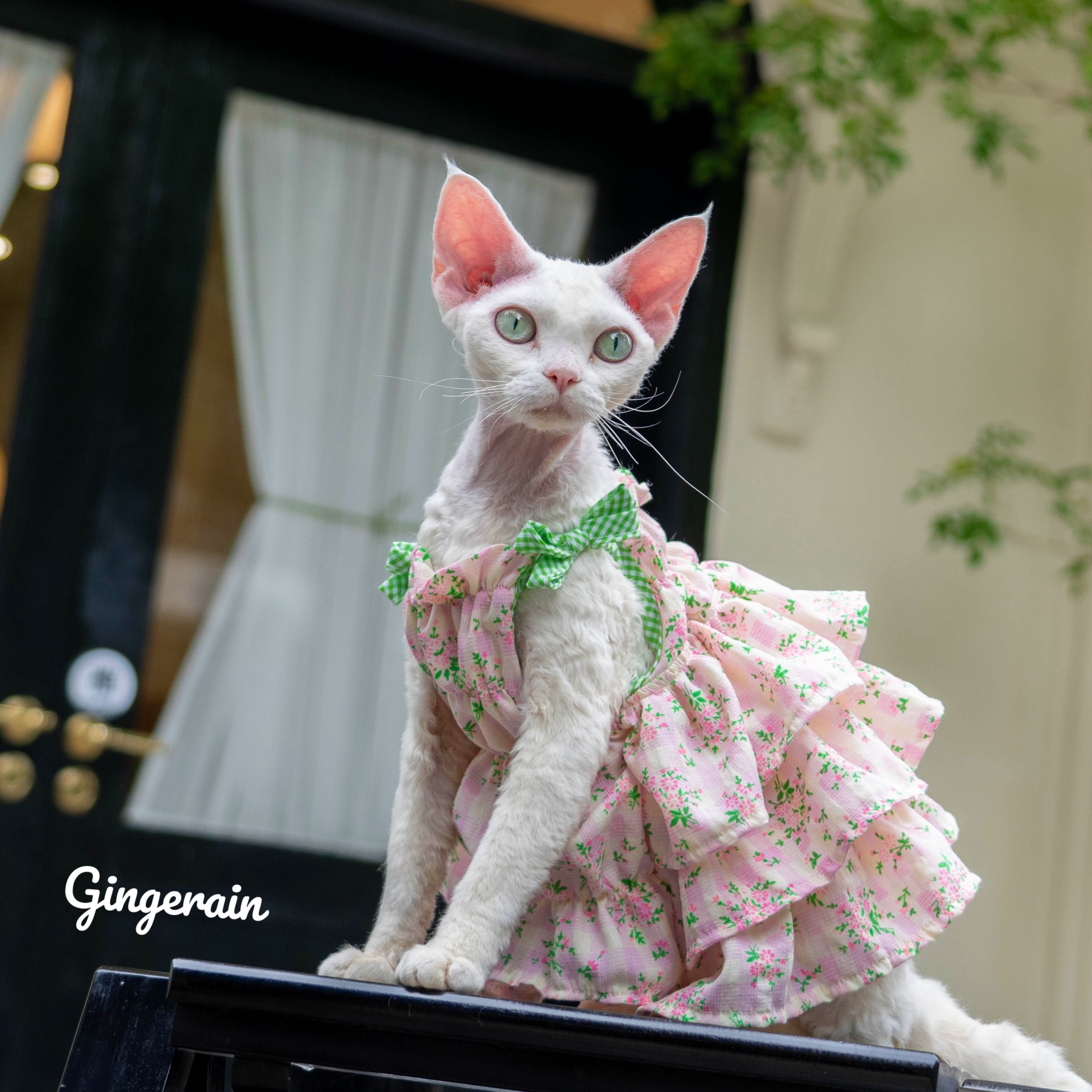 GINGERAIN 森女系精灵德文猫衣服无毛猫皱皱棉蛋糕裙层层裙吊带裙