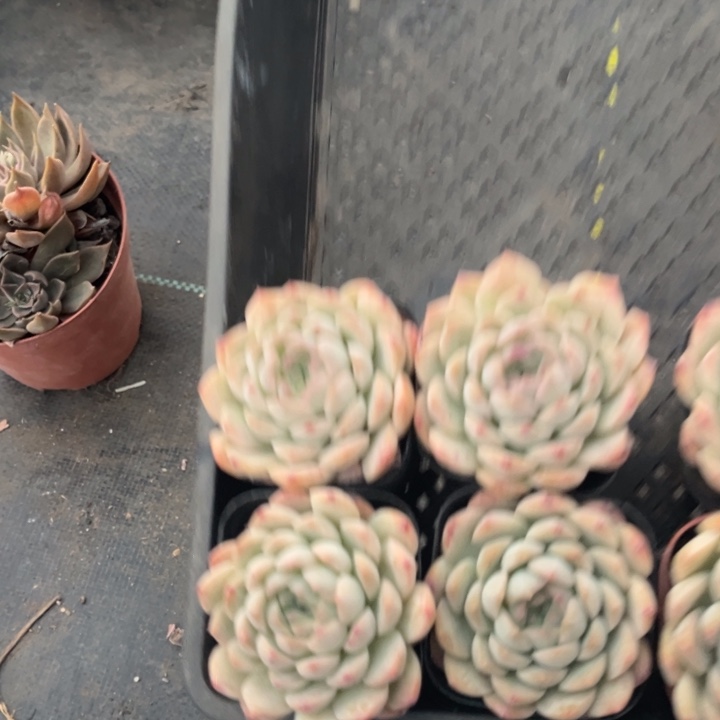 小***荷天之蓝6颗单头6.5盆