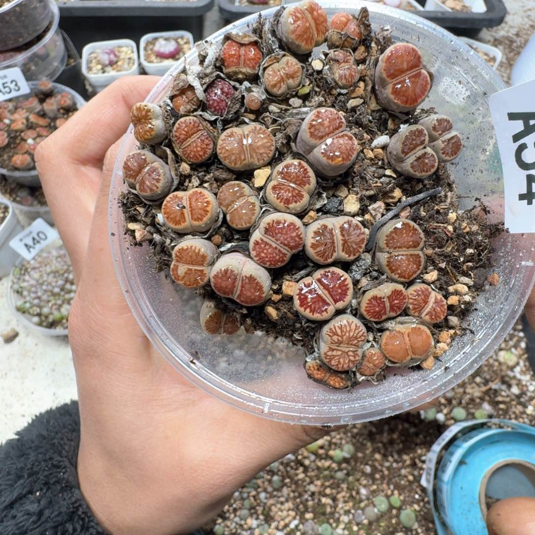 A54。漂亮菊一盒。好看