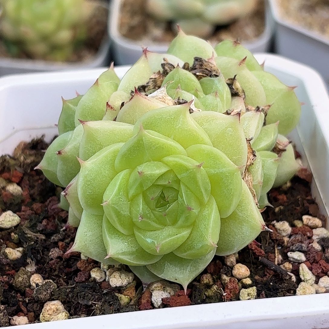 ?**Y63 脱土发 凑满12.8发货 新疆西藏内蒙不发货