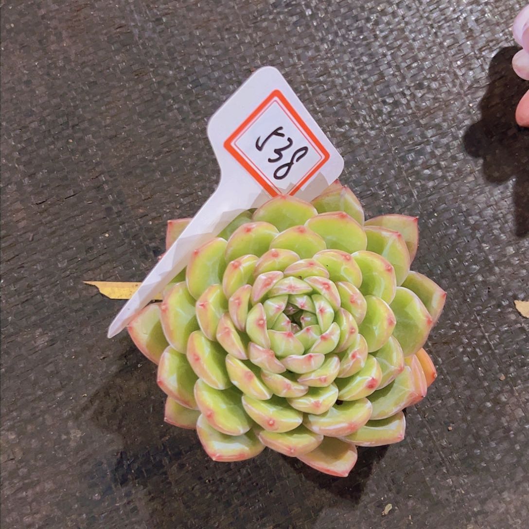 刺***比538雪花珍妮18元元