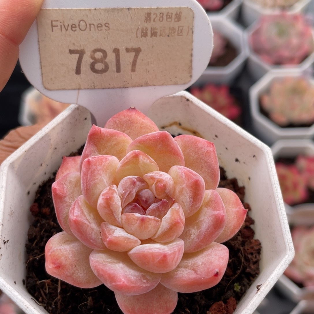 冰葡萄7817-5.0厘米