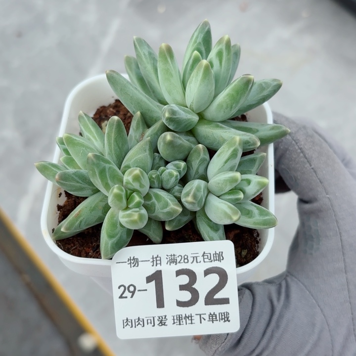 乌拉克拉无盆土发货多肉多