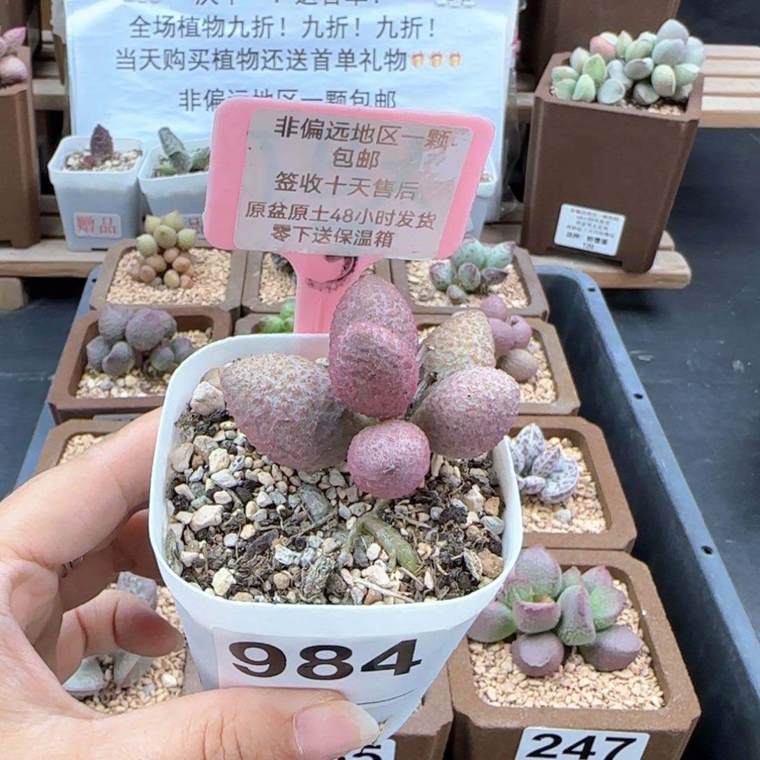 984服部多肉植物