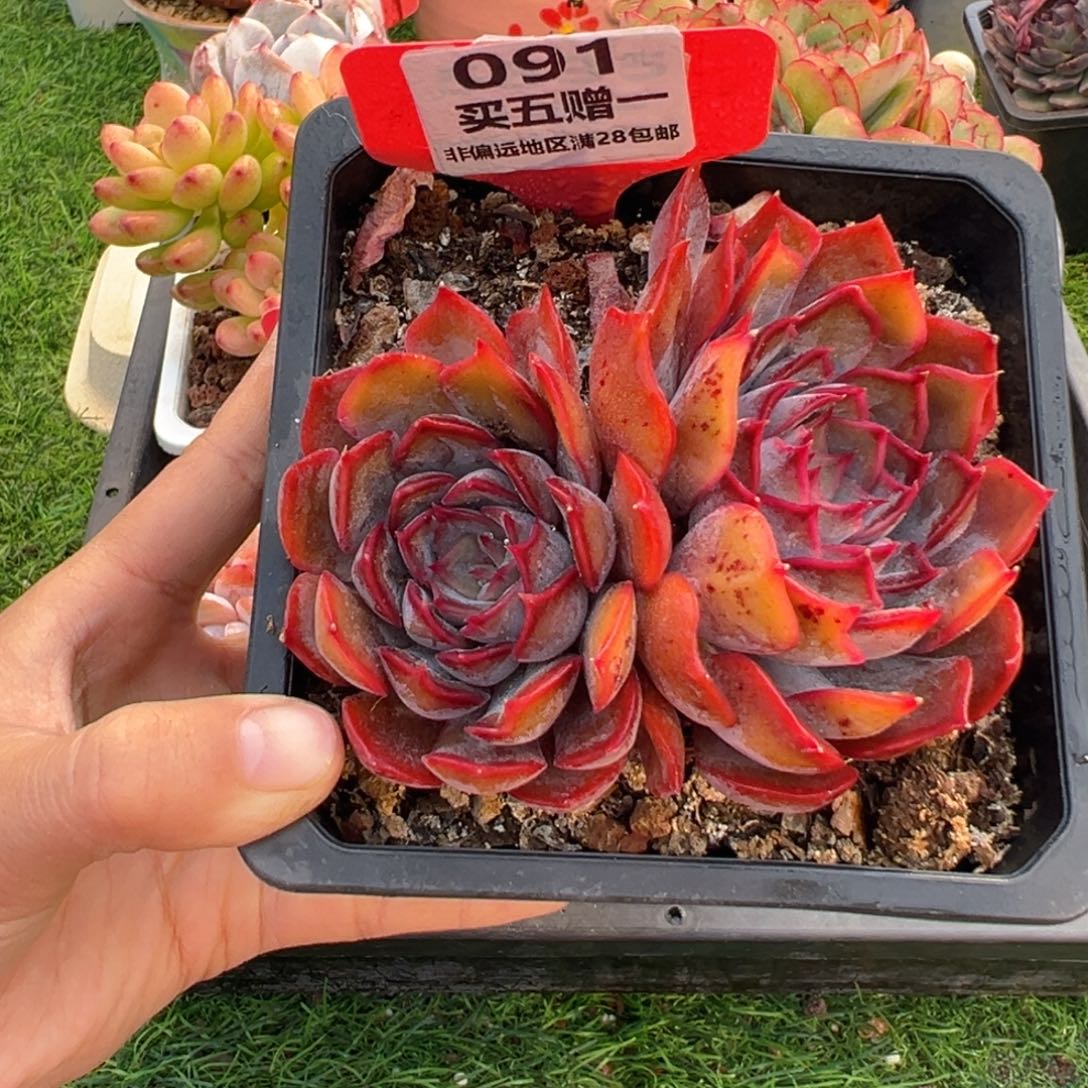 表妹精品多肉091.