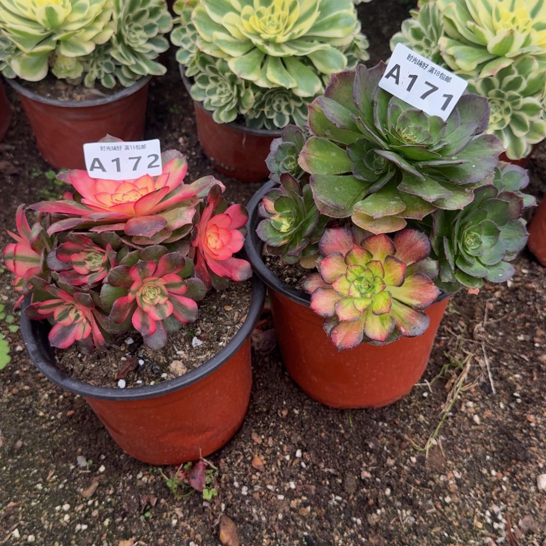 172加171，荔枝加海七彩。多肉