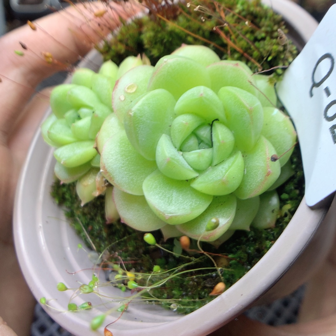 无花朵Q82。yyyyyyy