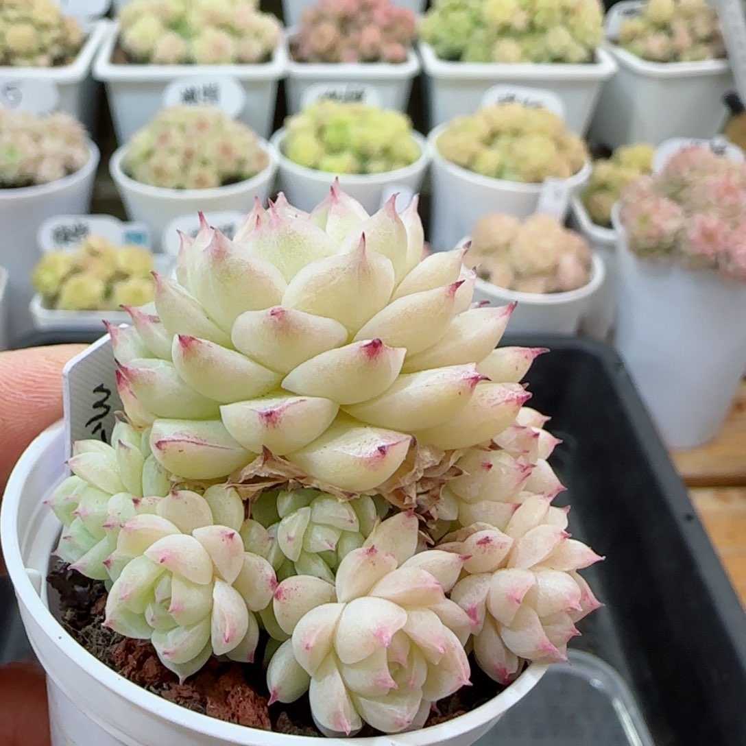 萍*【闪购商品】0306-4（m1-317）