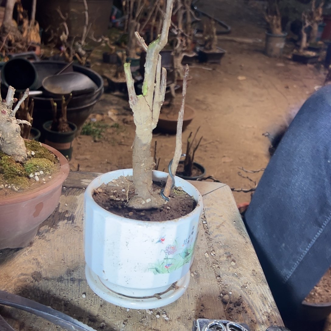 沫***梓无花朵银杏盆景带上