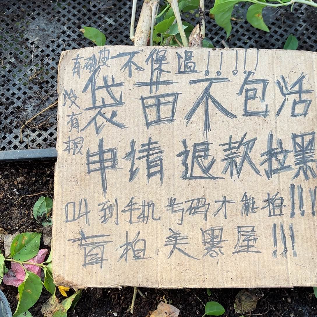 明***当前无花栽培后可以开花袋苗盲盒三颗不包活10