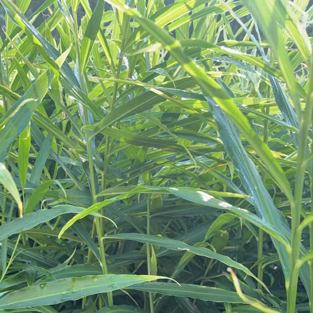 原头直发可食用5斤